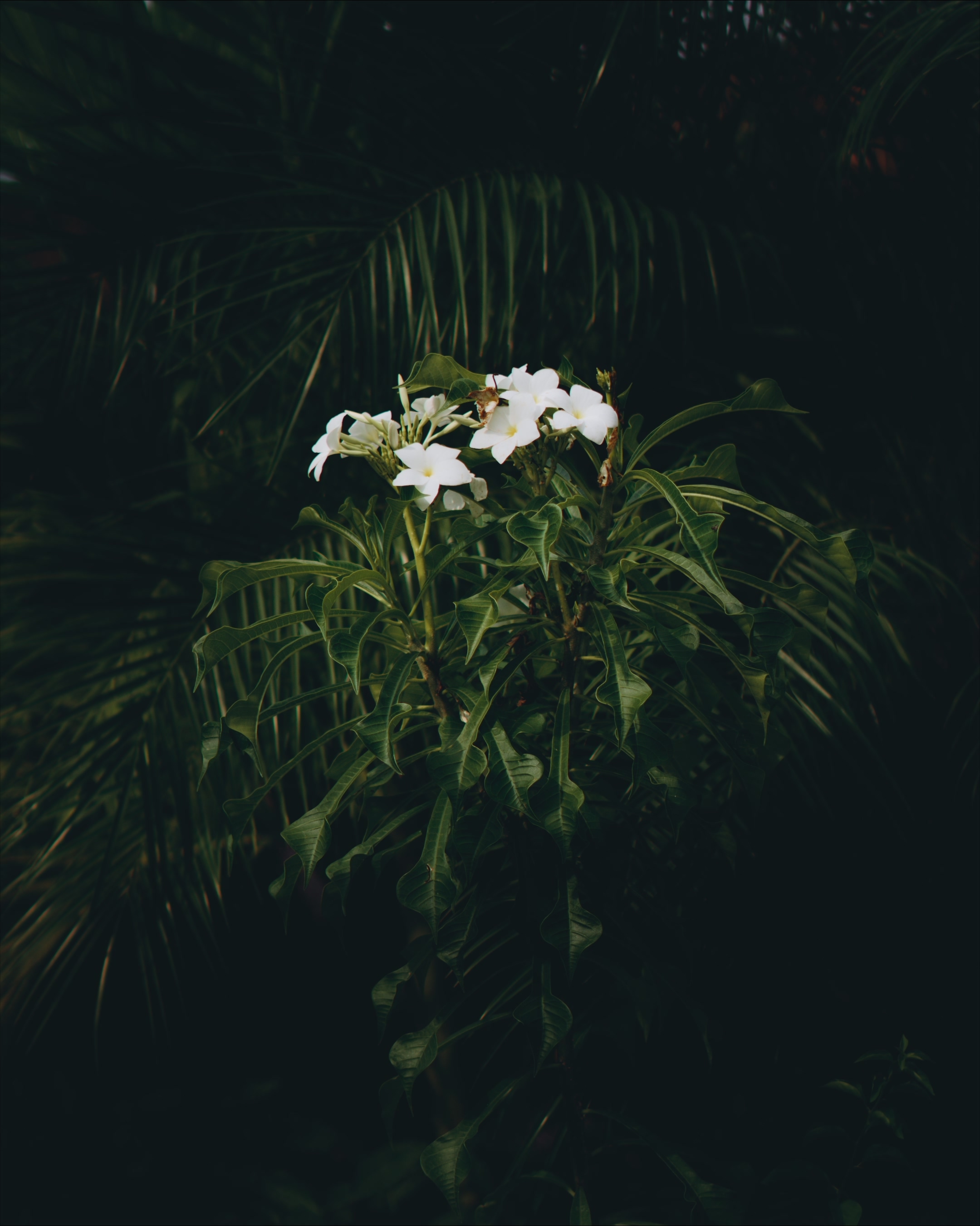 Fotografía de portafolio